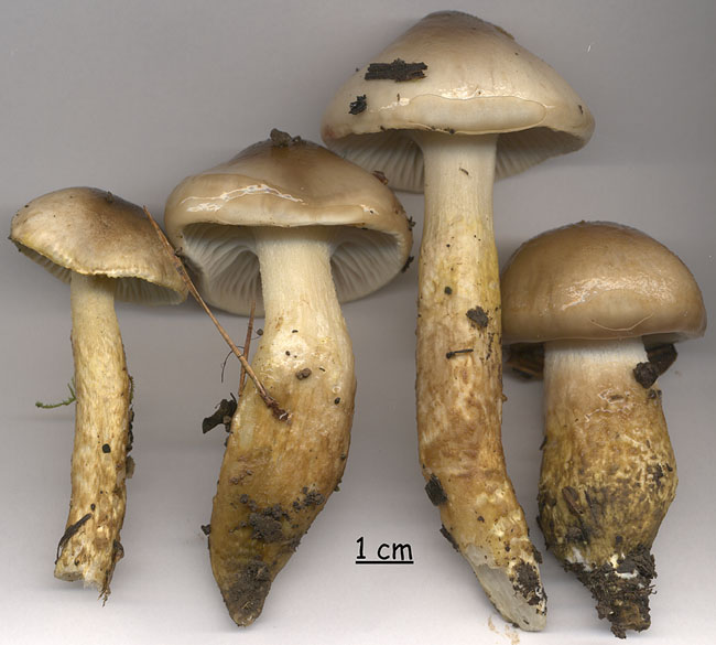 Hygrophorus latitabundus